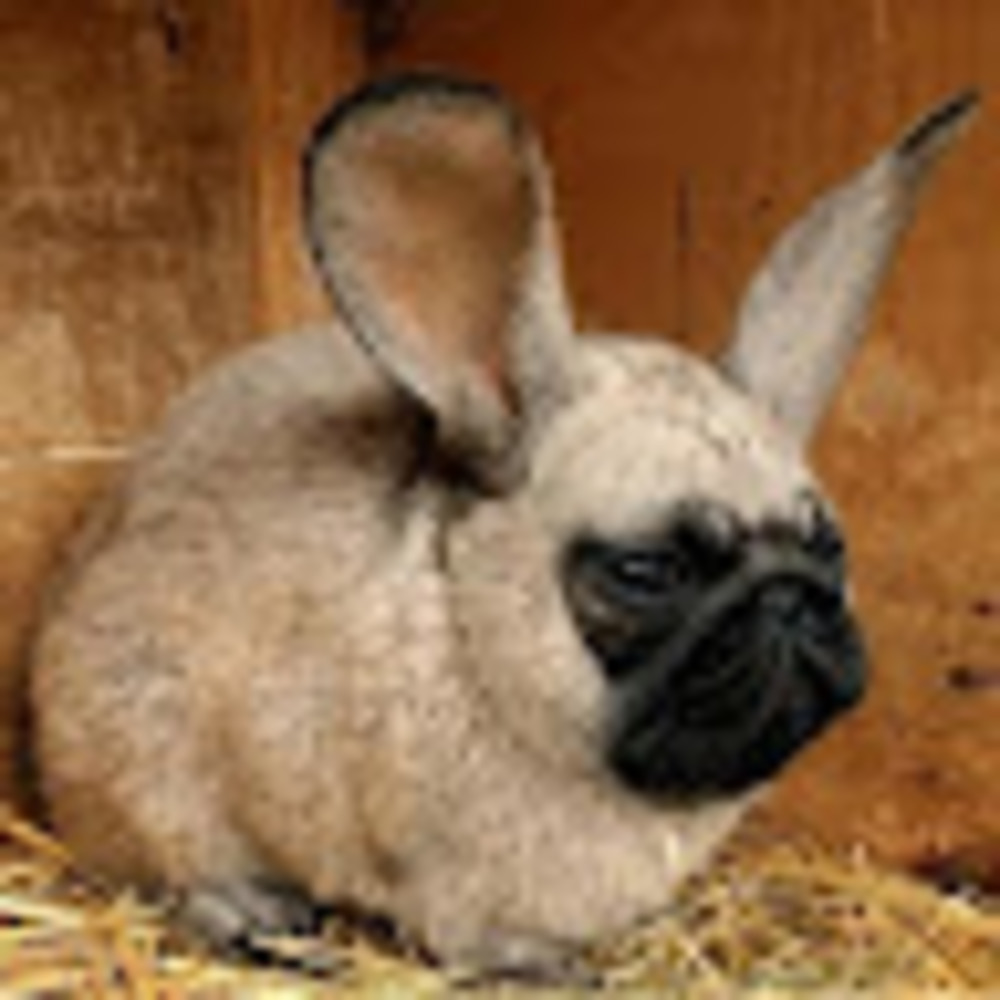 Meet your Posher, Beah